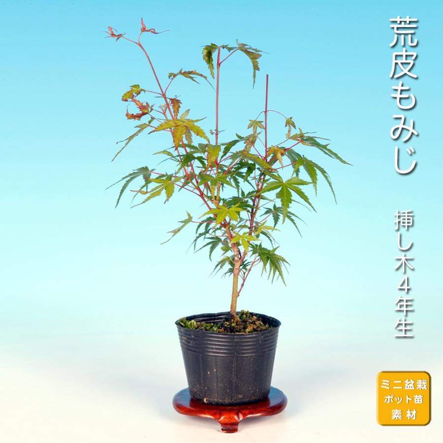 盆栽 荒皮もみじ モミジ 幹肌が早く古くなる 古木感が早く味わえる