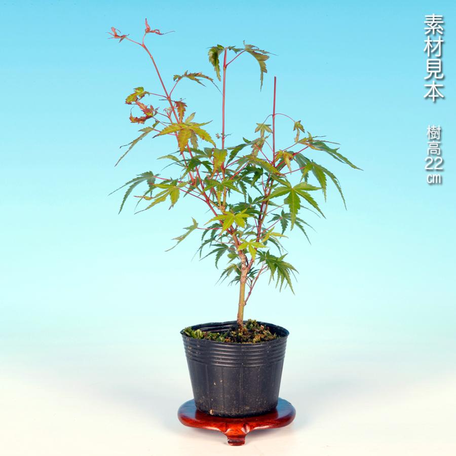 盆栽 荒皮もみじ モミジ 幹肌が早く古くなる 古木感が早く味わえる