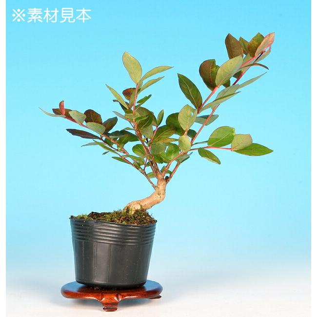 サルスベリ(観葉植物、盆栽、生垣等) 盆栽用苗 盆栽素材 サルスベリ盆栽 ミニ盆栽素材（さるすべり・盆栽