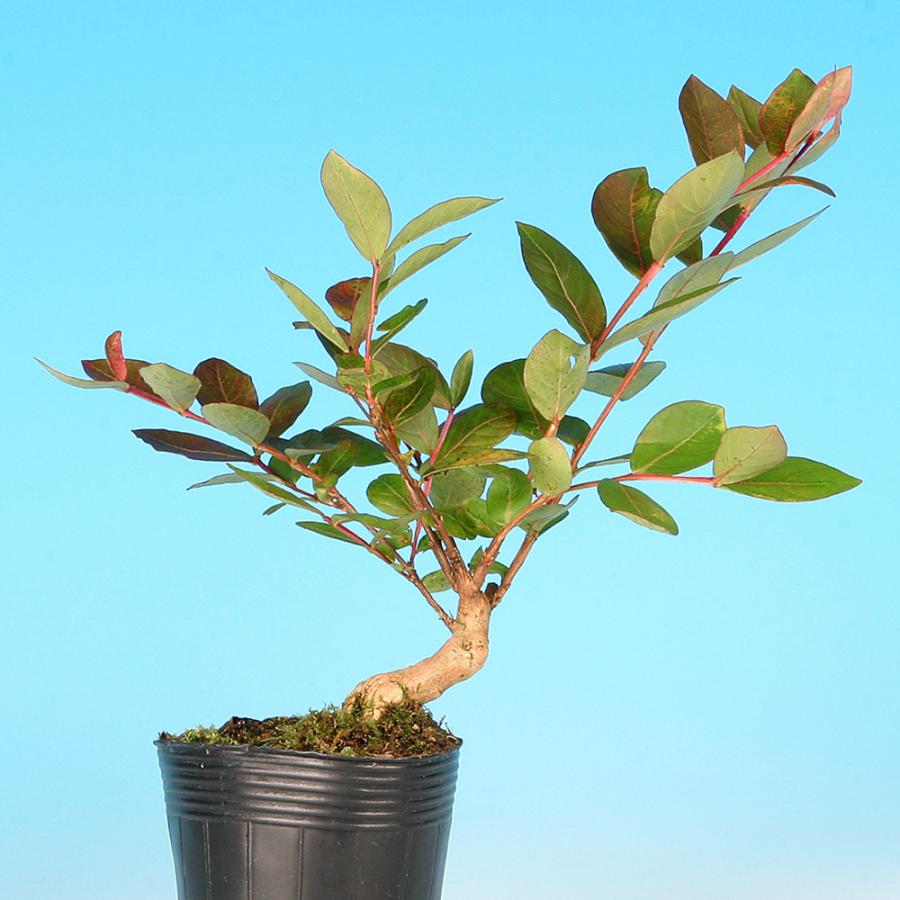 盆栽 一才赤花百日紅 サルスベリ 花物盆栽 小品盆栽 ミニ盆栽 赤花