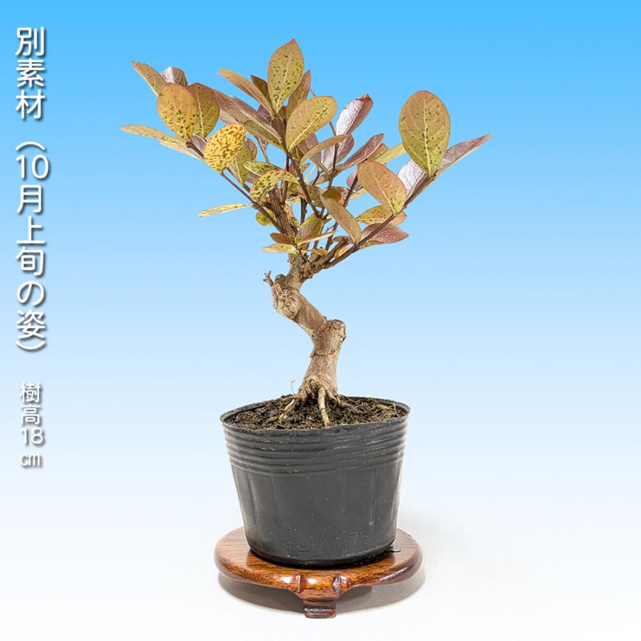 盆栽 『サルスベリ』 花 インテリア 観葉植物 ガーデニング 送料無料 b246 盆栽 一才赤花百日紅 サルスベリ 花物盆栽 小品盆栽 ミニ盆栽 赤花