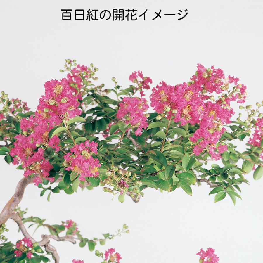 盆栽 一才赤花百日紅 サルスベリ 花物盆栽 小品盆栽 ミニ盆栽 赤花