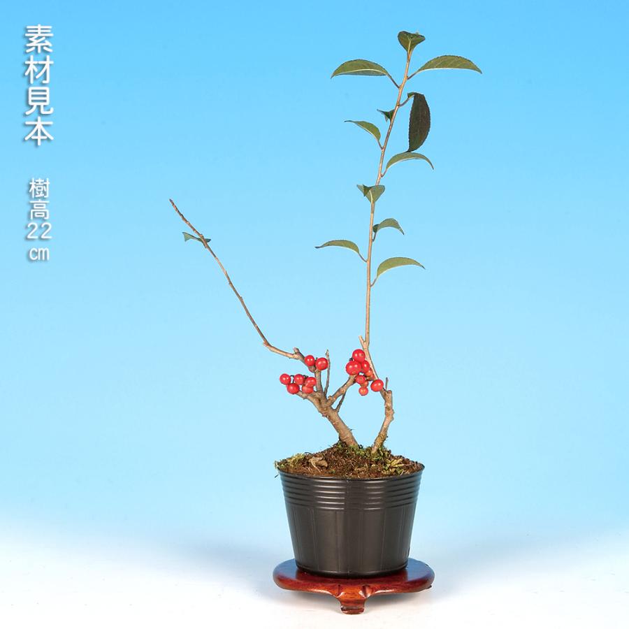 ウメモドキ 梅もどき 小品 盆栽 素材 盆栽 梅もどき 梅擬 うめもどき ウメモドキ 小品盆栽 ミニ盆栽 盆栽