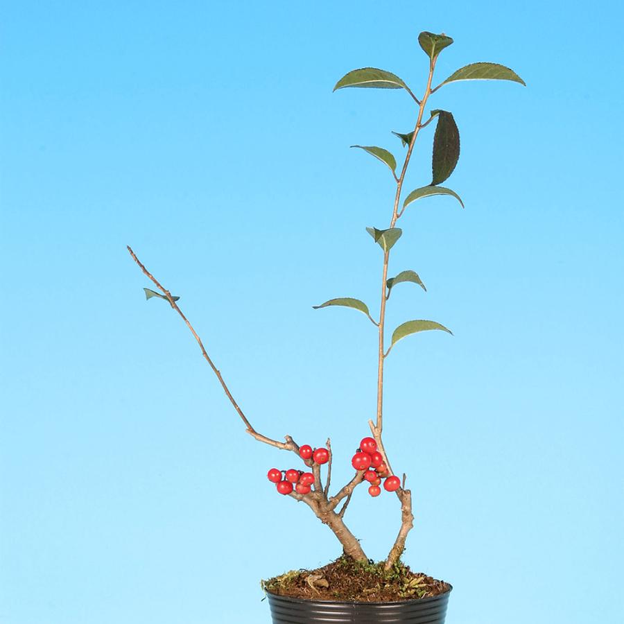 盆栽 梅もどき 梅擬 うめもどき ウメモドキ 小品盆栽 ミニ盆栽 盆栽