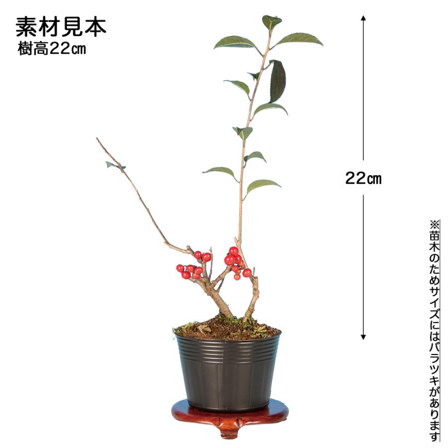 ウメモドキ 盆栽 4号陶器鉢つき 幹太❗ 直営オンラインショップ