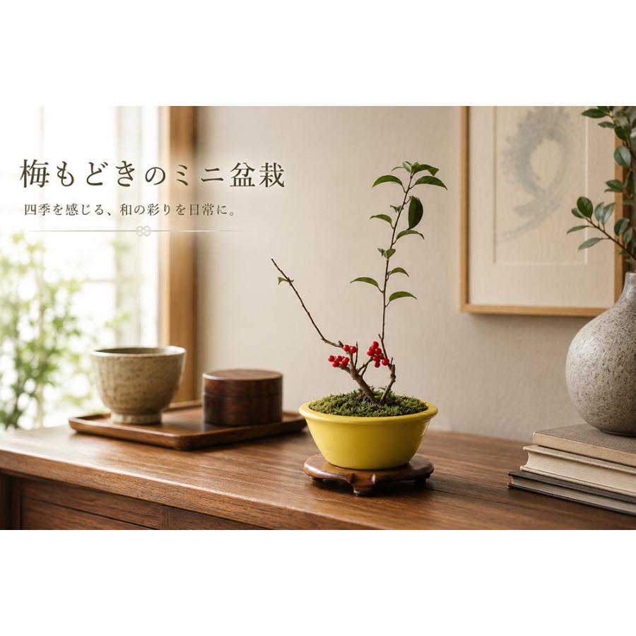 盆栽 梅もどき ウメモドキ 挿し木4年生 7.5cmポット 盆栽素材 赤実