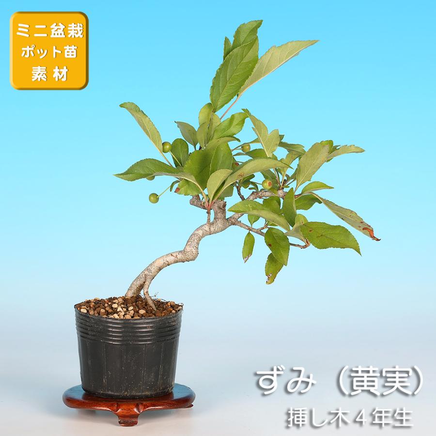 盆栽 ずみ 黄実 挿し木4年生 ズミ 小品盆栽 ミニ盆栽 実物 花物 盆栽