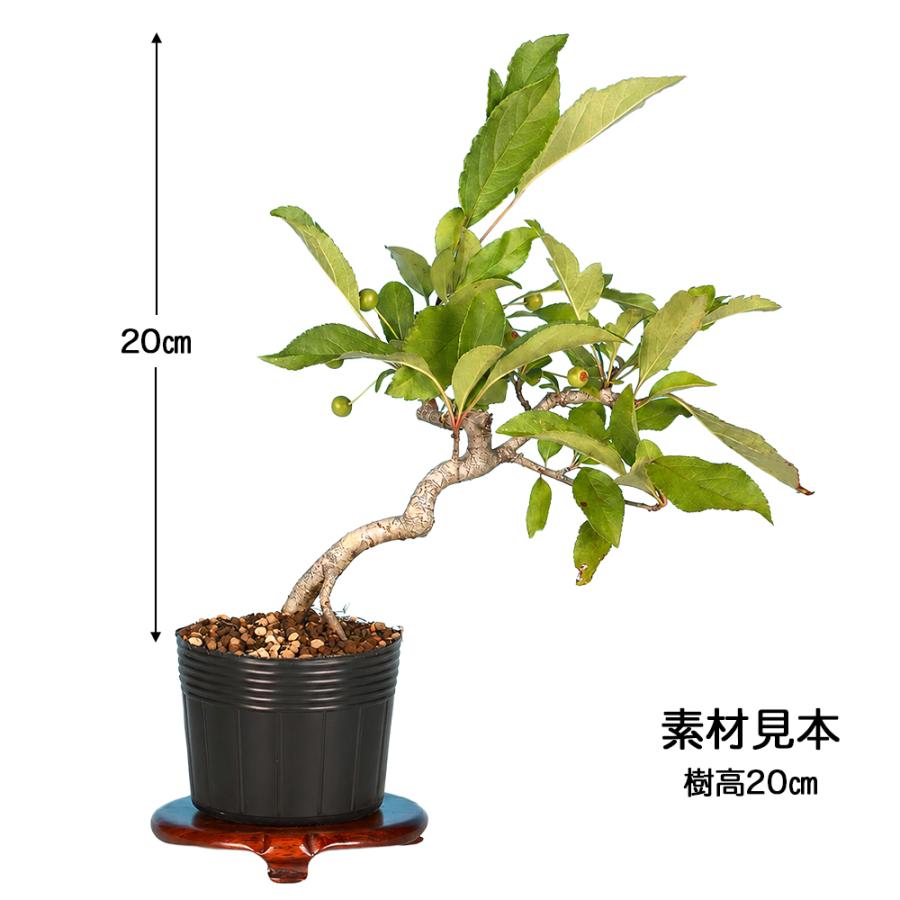 盆栽 ずみ 黄実 挿し木4年生 ズミ 酢実 花物 実物 ミニ盆栽 小品盆栽