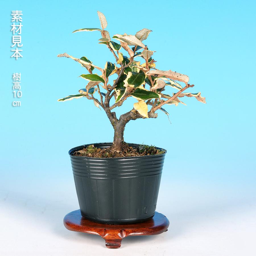 寒ぐみ　[,舎利幹模様木]　大品盆栽 寒ぐみ [,舎利幹模様木] 大品盆栽