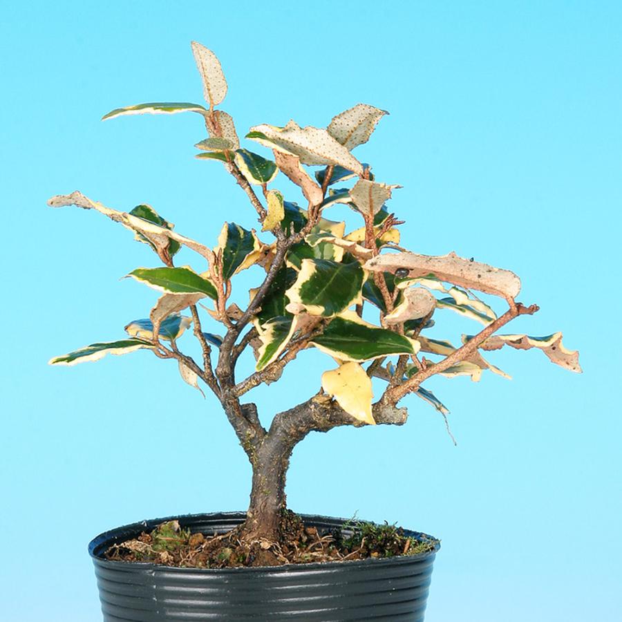 盆栽 白斑寒ぐみ グミ 茱萸 小品盆栽 ミニ盆栽 実物 雑木 盆栽素材