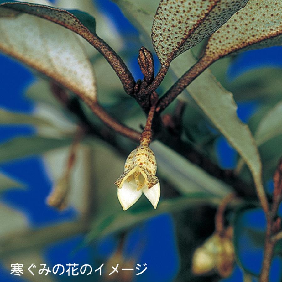 盆栽 白斑寒ぐみ グミ 茱萸 ナワシログミ 小品盆栽 ミニ盆栽 実物 雑木