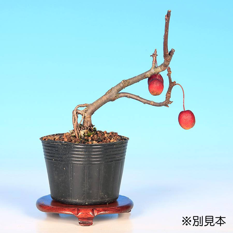 盆栽 海棠 姫美好 カイドウ ヒメビコウ かいどう 小品盆栽 ミニ盆栽 花