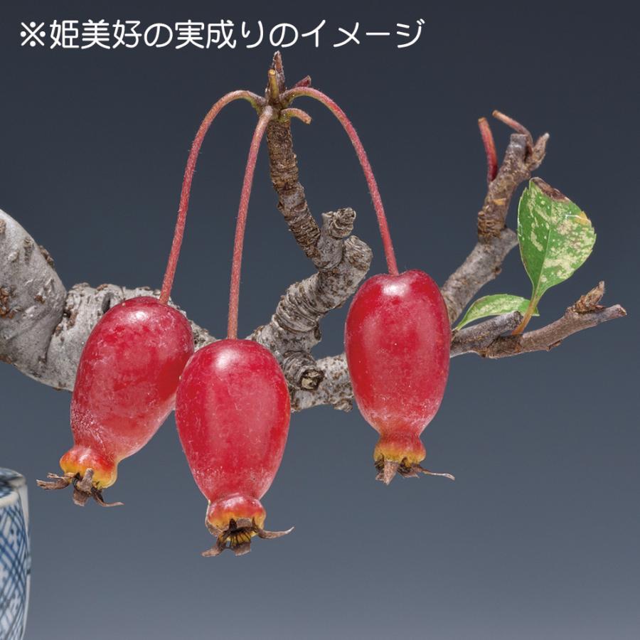 盆栽 海棠 姫美好 カイドウ ヒメビコウ かいどう 小品盆栽 ミニ盆栽 花