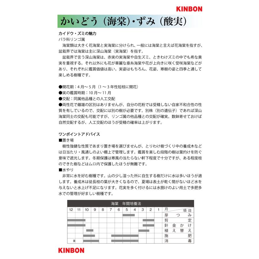 盆栽 海棠 姫美好 根伏せ5年生 カイドウ 小品盆栽 ミニ盆栽 実持ちが