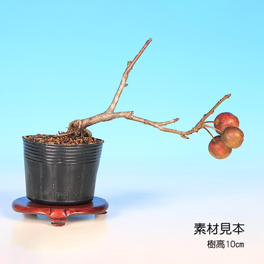 【ガチ盆栽】津軽りんご　太幹　実あり　小品盆栽 盆栽 冬りんご 根伏せ5年生 林檎 りんご リンゴ ヒメリンゴ 実が長く