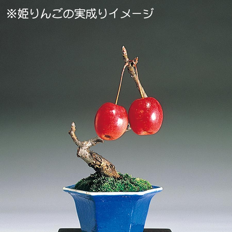 【ガチ盆栽】津軽りんご　太幹　実あり　小品盆栽 盆栽 特選：姫津軽林檎（りんご・リンゴ）*現品 一点物 Malus