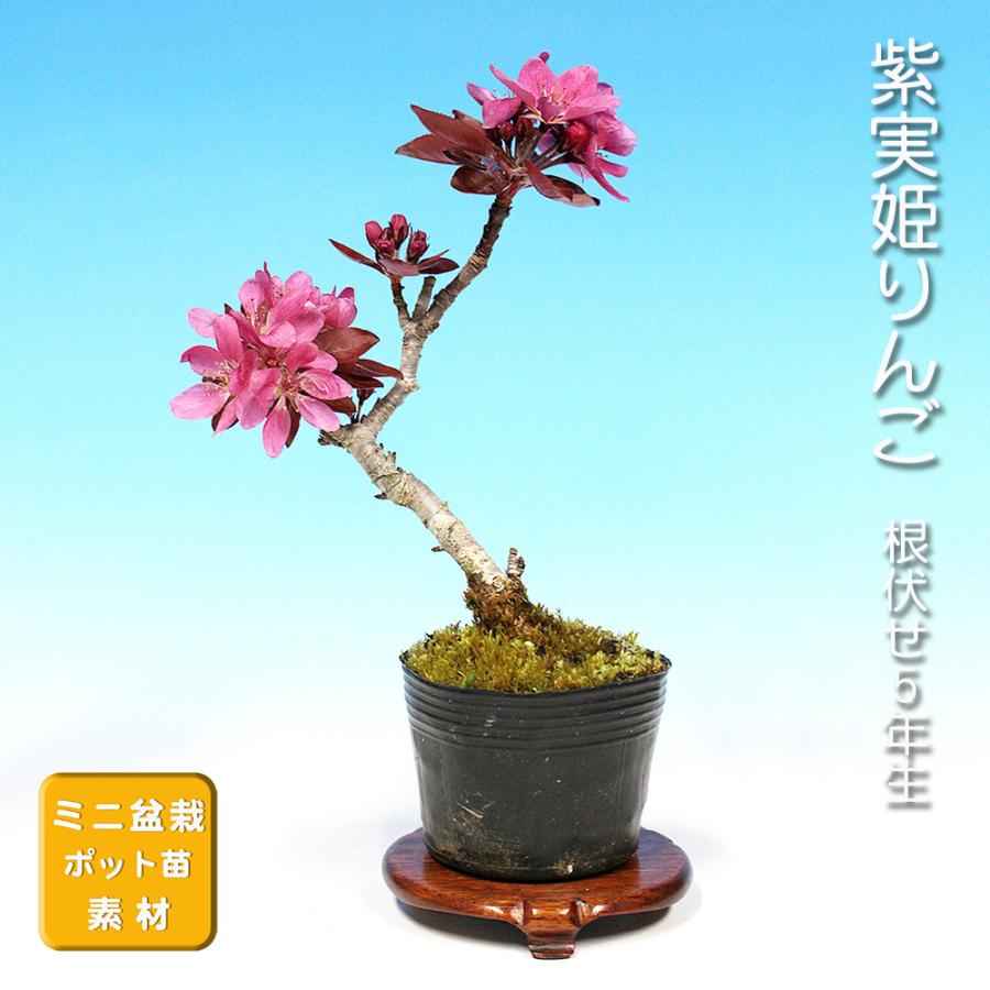盆栽 紫実姫りんご 林檎 りんご リンゴ ヒメリンゴ 小品盆栽