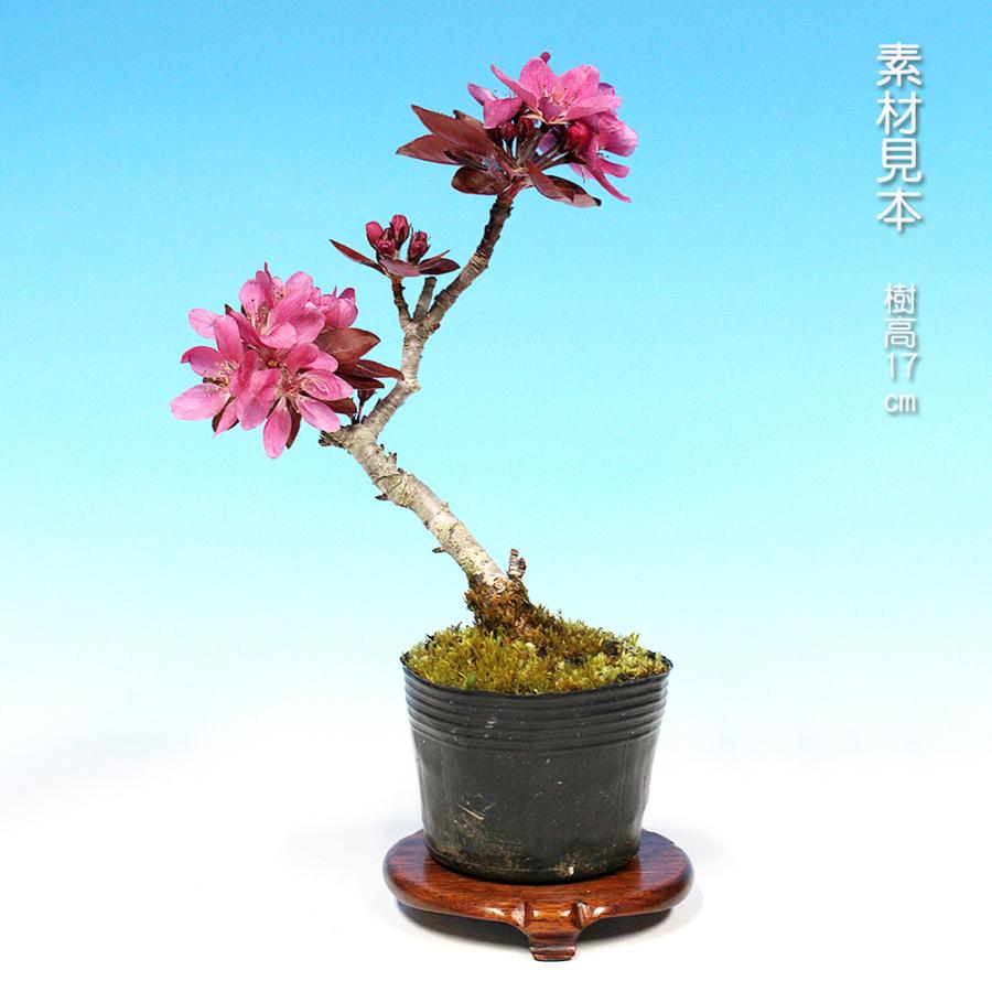 盆栽 紫実姫りんご 林檎 りんご リンゴ ヒメリンゴ 小品盆栽 ミニ盆栽