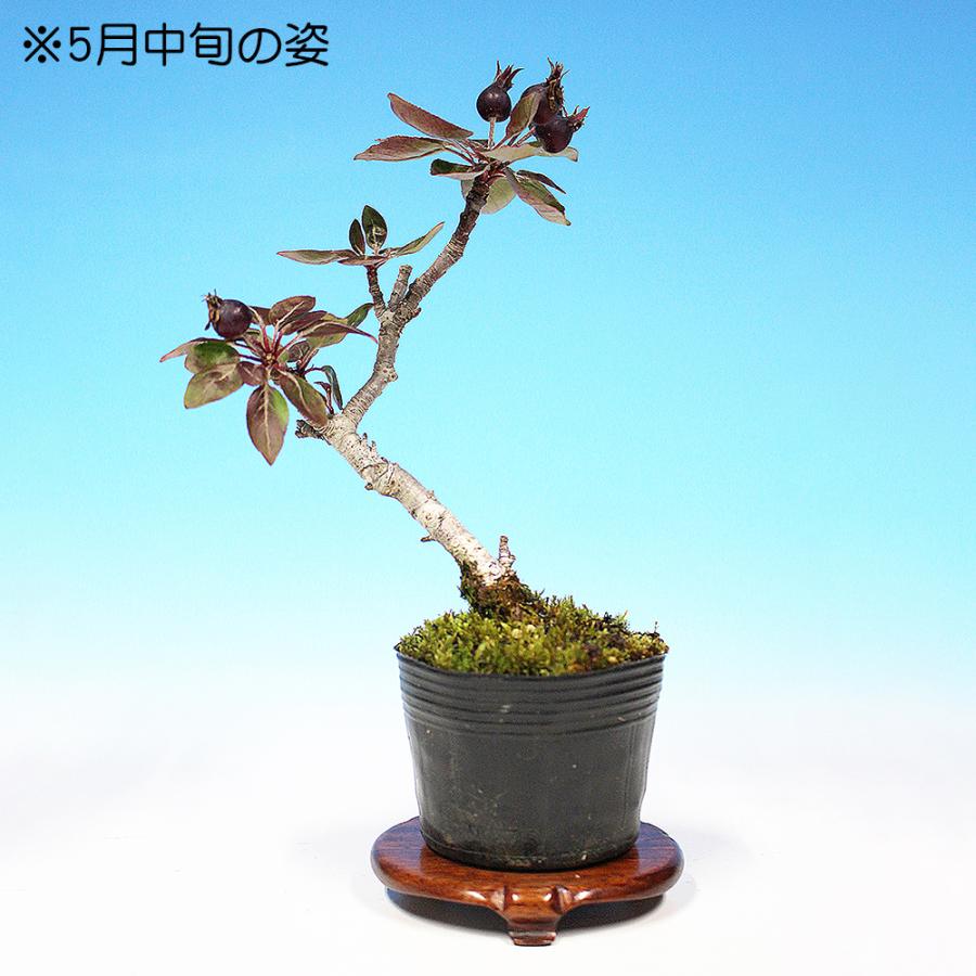盆栽 紫実姫りんご 林檎 りんご リンゴ ヒメリンゴ 小品盆栽 ミニ盆栽