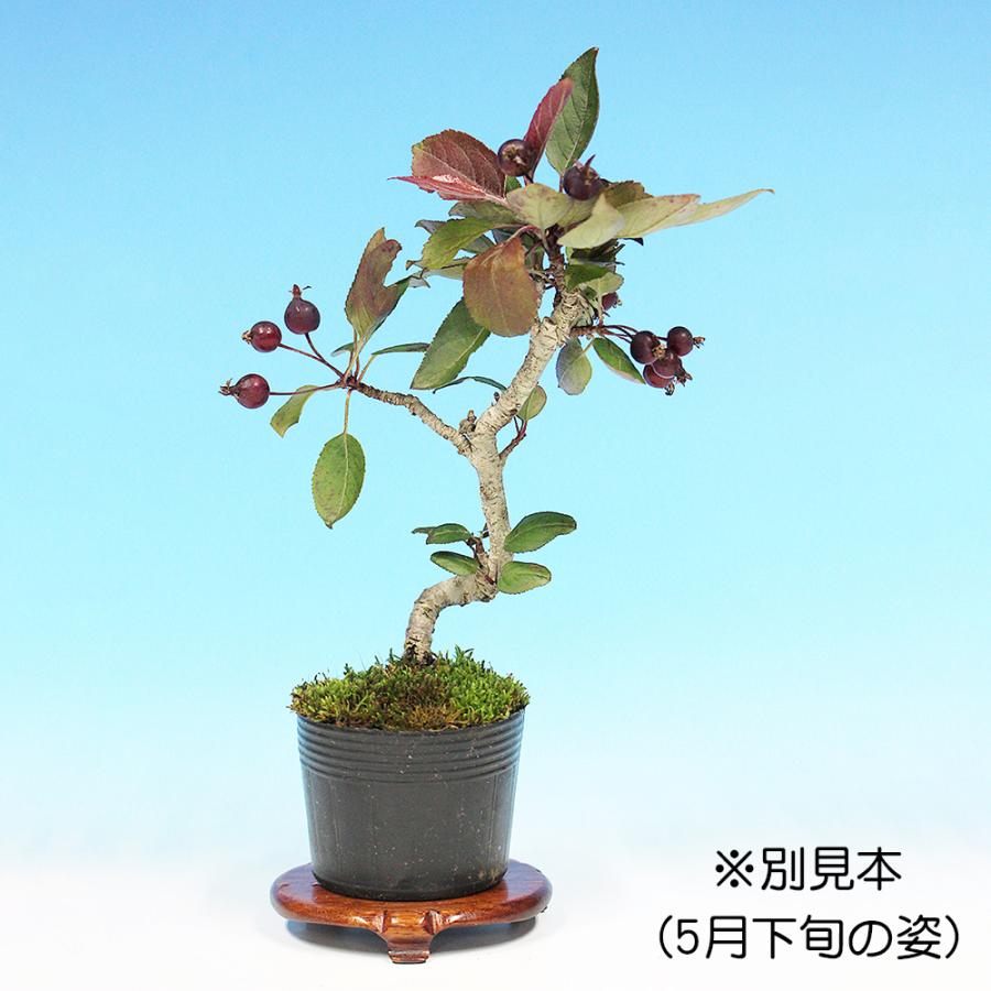盆栽 紫実姫りんご 林檎 りんご リンゴ ヒメリンゴ 小品盆栽 ミニ盆栽