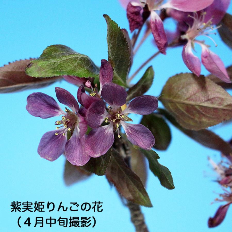 珍しい紫色の花と実】 盆栽 紫実姫りんご 根伏せ5年生 林檎 りんご