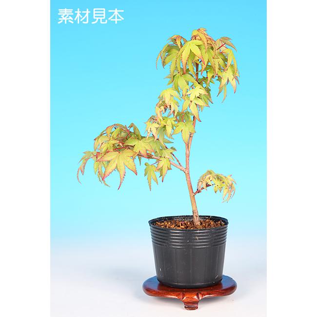 ミニ盆栽 「もみじ〔清姫〕」 : 盆栽彩都ヤフー店 - 通販 - Yahoo