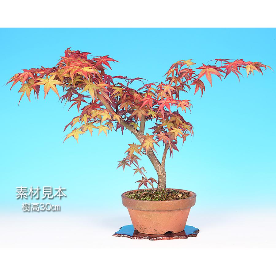 盆栽 もみじ 出猩々 取り木4年生 モミジ 芽出しがきれい 新葉が赤く