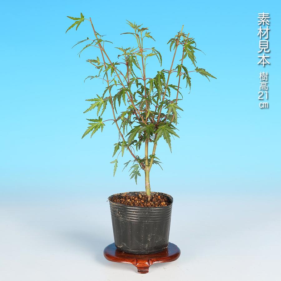 盆栽 もみじ 織姫 モミジ 織姫もみじ 芽数が多い 葉が小さい 小品盆栽