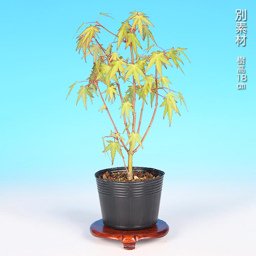 盆栽 もみじ 織姫 モミジ 織姫もみじ 芽数が多い 葉が小さい 小品盆栽