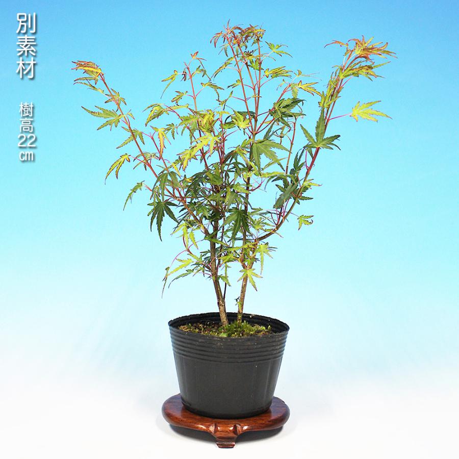 【大人気】織姫もみじ 織姫紅葉 織姫 オリヒメ 紅葉苗 モミジ苗5本 盆栽 もみじ 織姫 モミジ 織姫もみじ 芽数が多い 葉が小さい 小品盆栽