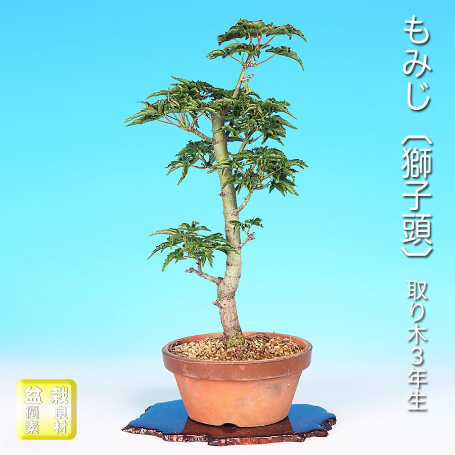 盆栽 もみじ 獅子頭 モミジ シシガシラ 葉芸が魅力 縮れて密集する葉