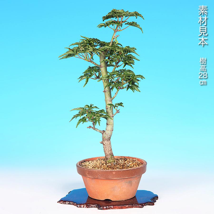 シシガシラモミジ(盆栽) 盆栽 もみじ 獅子頭 モミジ シシガシラ 葉芸が魅力 縮れて密集する葉