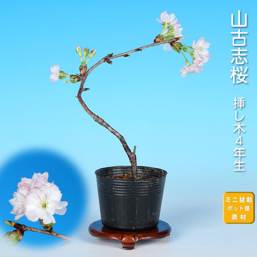 盆栽 山古志桜 サクラ さくら ヤマコシザイクラ ヤマザクラ オオ