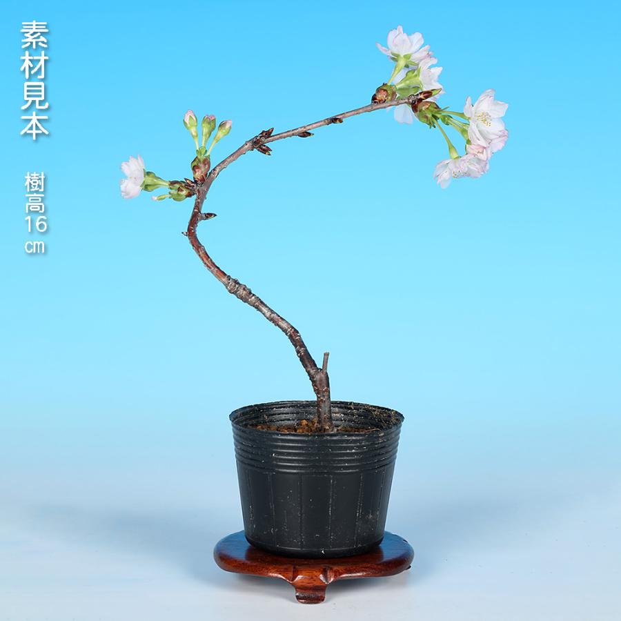 【山採り】 \