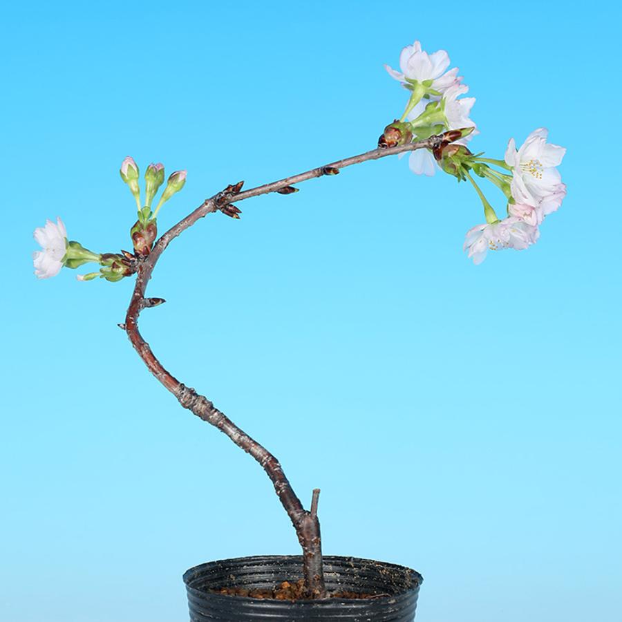 盆栽 山古志桜 サクラ さくら ヤマコシザイクラ ヤマザクラ オオ
