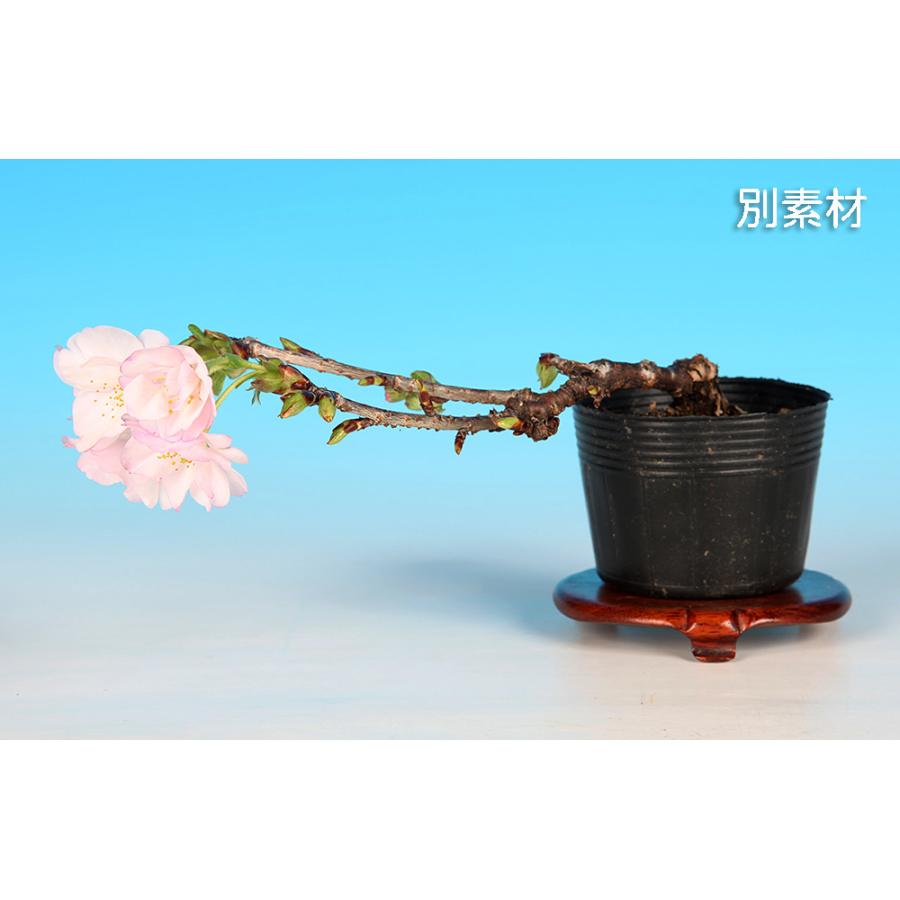盆栽 山古志桜 サクラ さくら ヤマコシザイクラ ヤマザクラ オオ