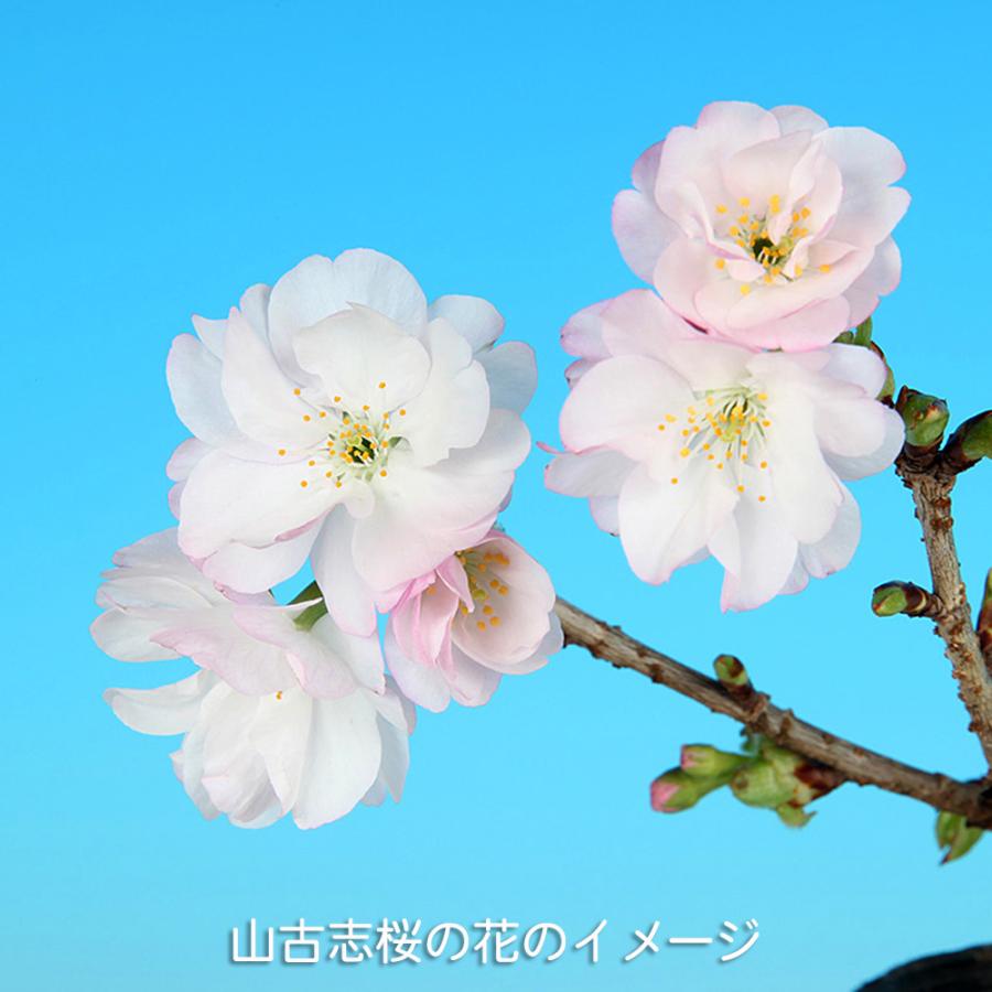 盆栽 山古志桜 サクラ さくら ヤマコシザイクラ ヤマザクラ オオ