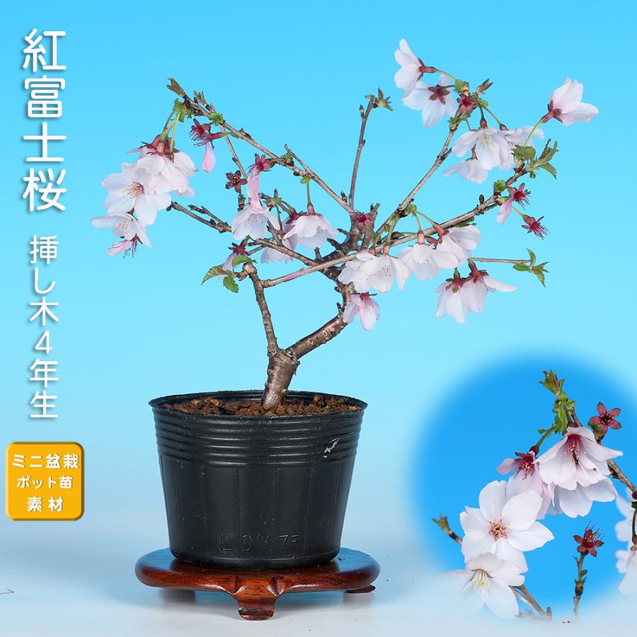 三河盆栽　フジザクラ　盆栽　さくら 盆栽 紅富士桜 サクラ さくら 桜 フジザクラ マメザクラ sakura 桜盆栽