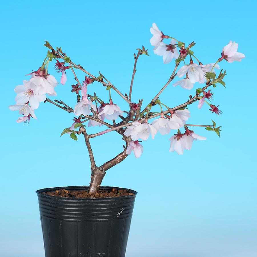 盆栽 紅富士桜 サクラ さくら 桜 フジザクラ マメザクラ sakura 桜盆栽