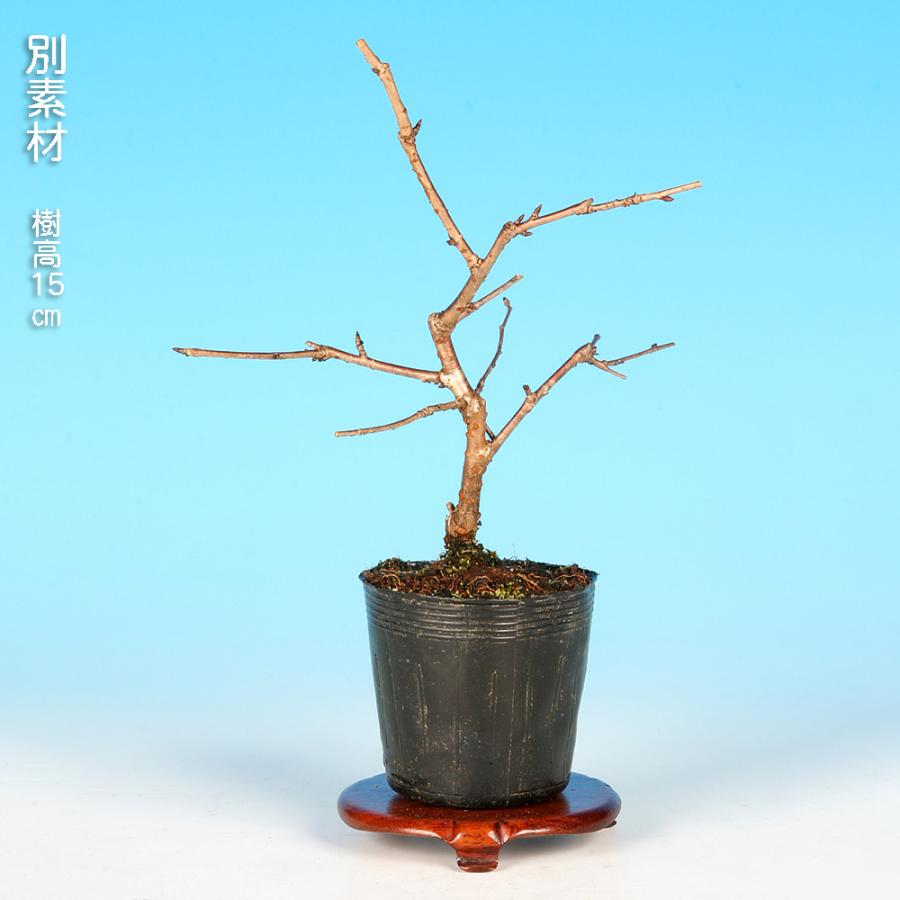 盆栽 紅富士桜 サクラ さくら 桜 フジザクラ マメザクラ sakura 桜盆栽