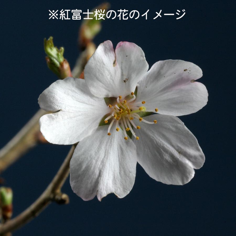 盆栽 紅富士桜 サクラ さくら 桜 フジザクラ マメザクラ sakura 桜盆栽