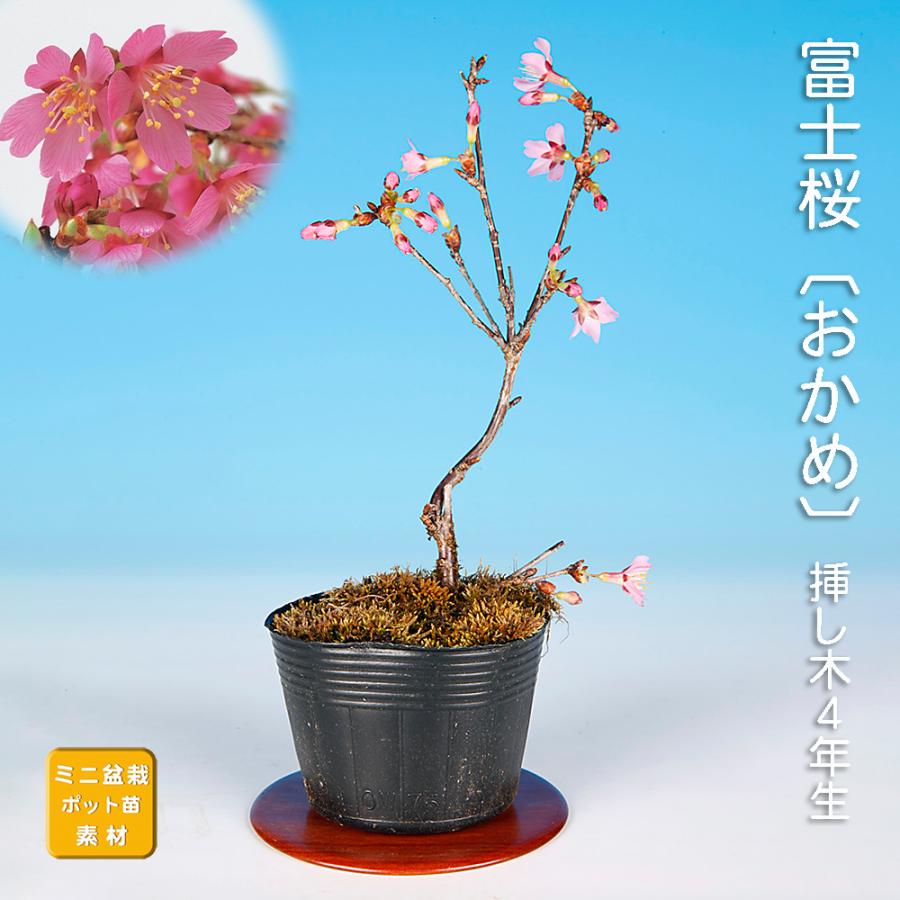 三河盆栽　おかめザクラ　おかめ桜　盆栽　サクラ　花物　太幹　花沢山 盆栽 富士桜 おかめ サクラ さくら オカメ オカメザクラ フジザクラ