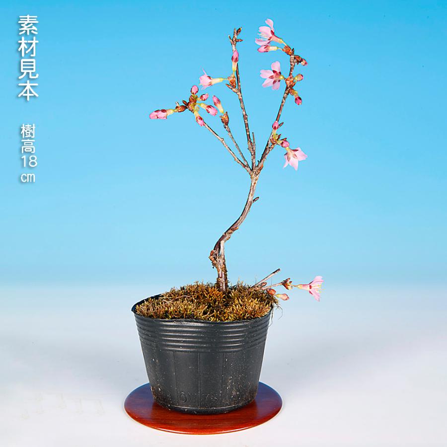 盆栽 富士桜 おかめ サクラ さくら オカメ オカメザクラ フジザクラ