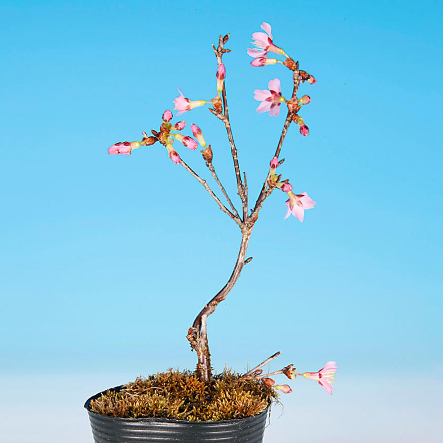 盆栽 富士桜 おかめ サクラ さくら オカメ オカメザクラ フジザクラ