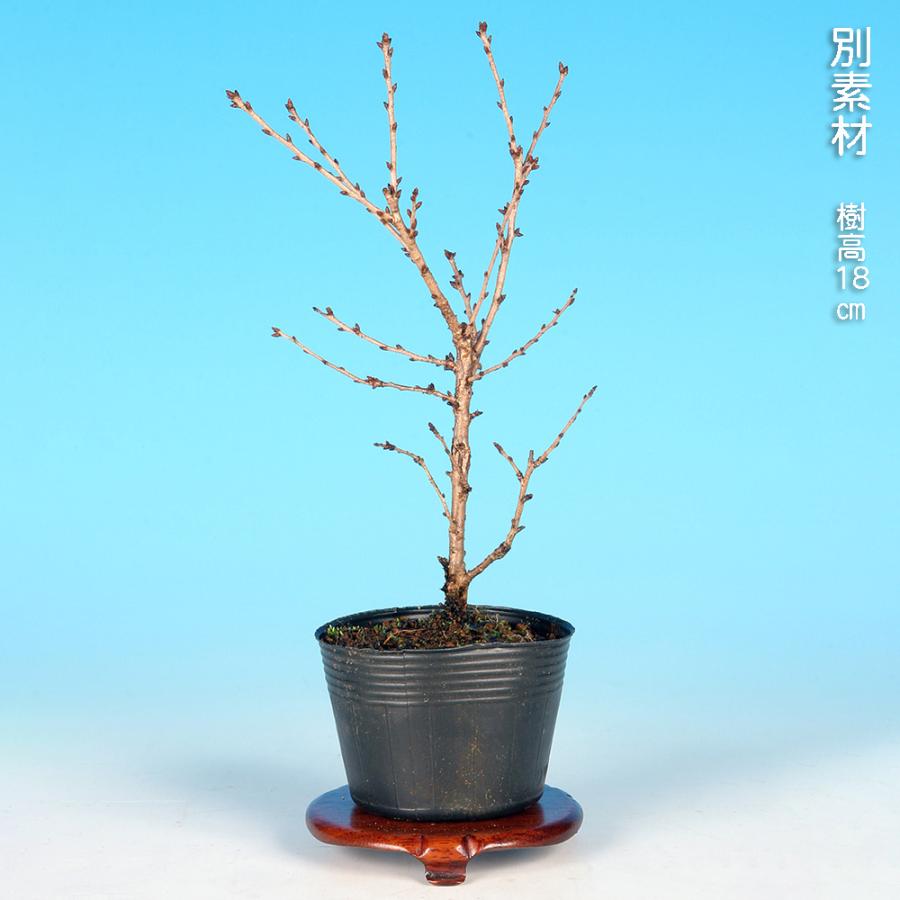 盆栽 富士桜 おかめ サクラ さくら オカメ オカメザクラ フジザクラ