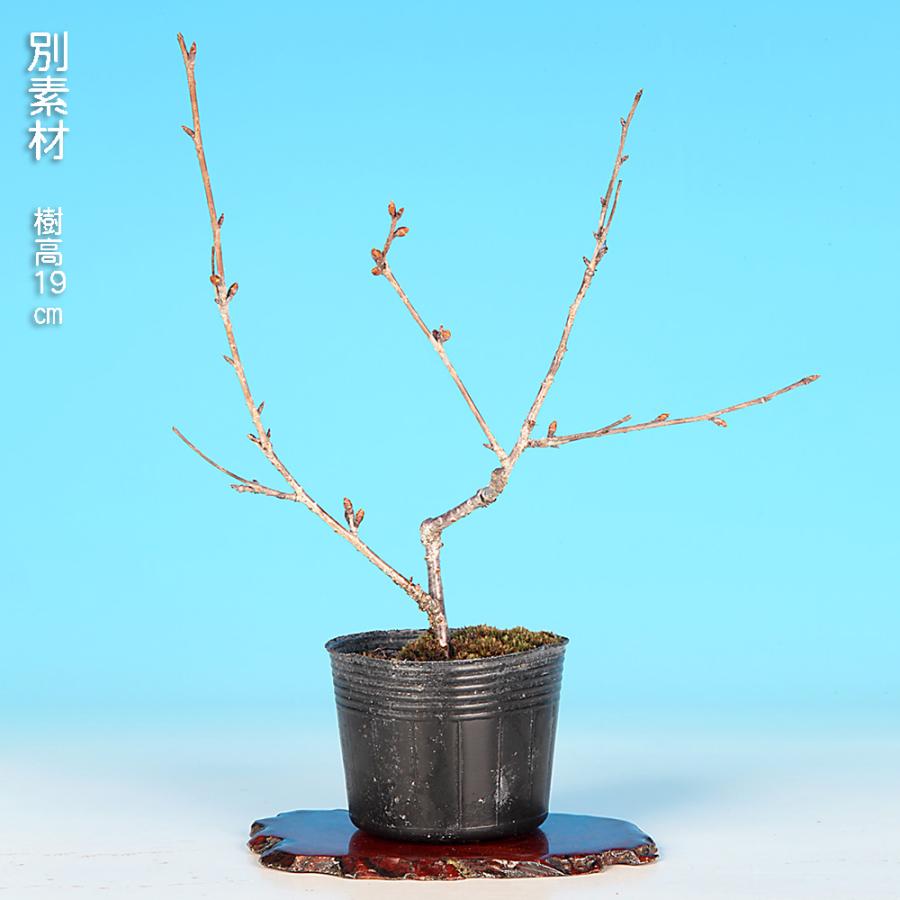 オカメ桜　[模様木]　中品盆栽盆栽 オカメ桜 Prunus incamp 'okame' 樹高 28