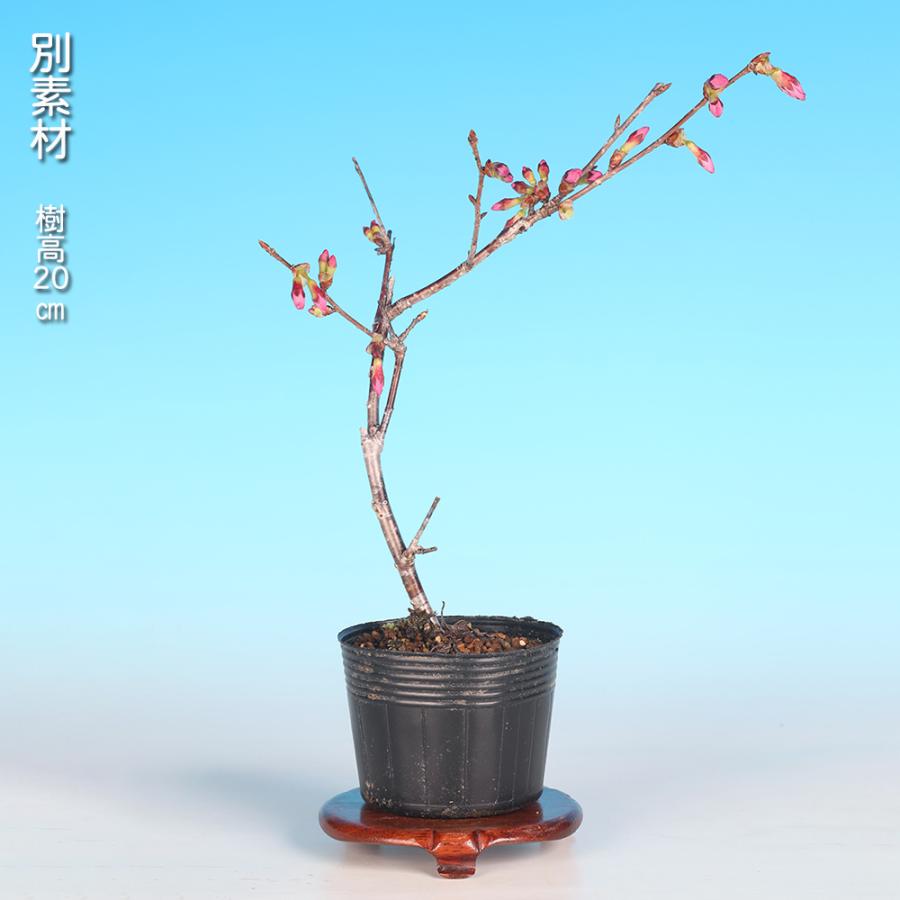 盆栽 富士桜 おかめ サクラ さくら オカメ オカメザクラ フジザクラ