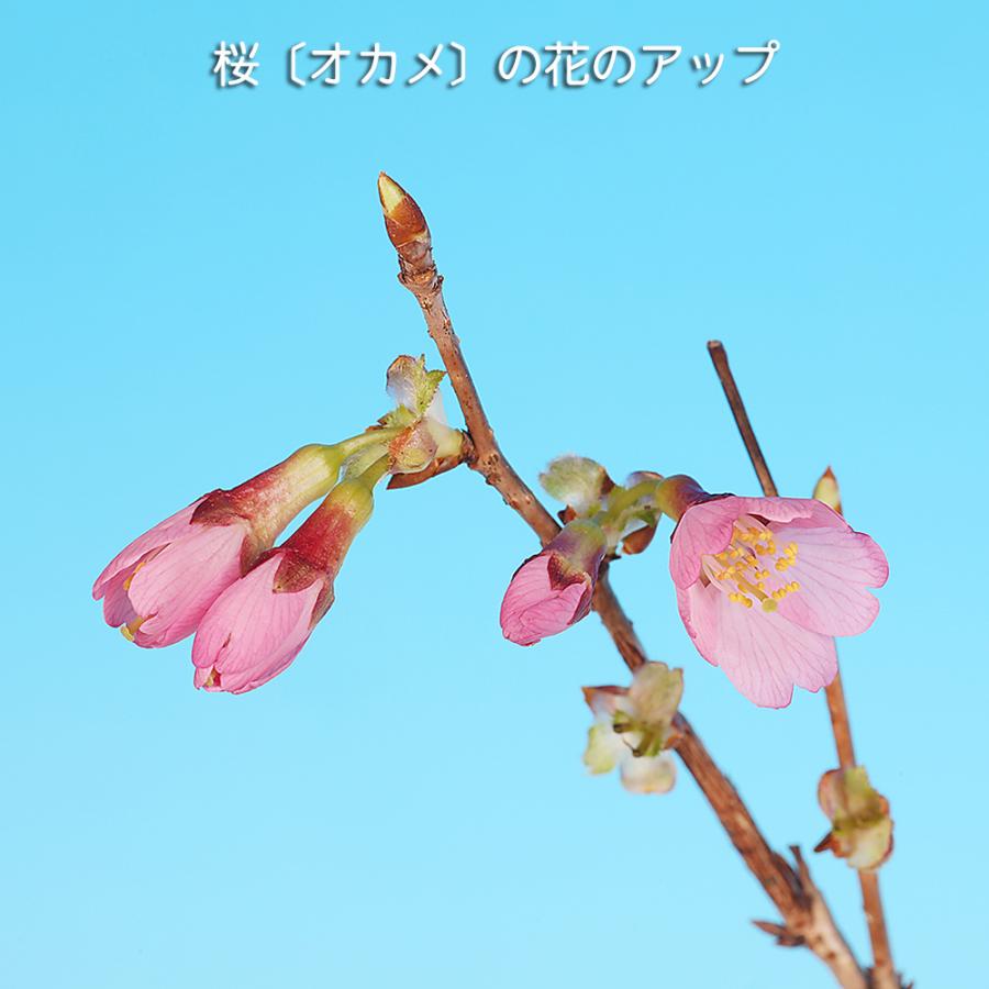 盆栽 富士桜 おかめ サクラ さくら オカメ オカメザクラ フジザクラ
