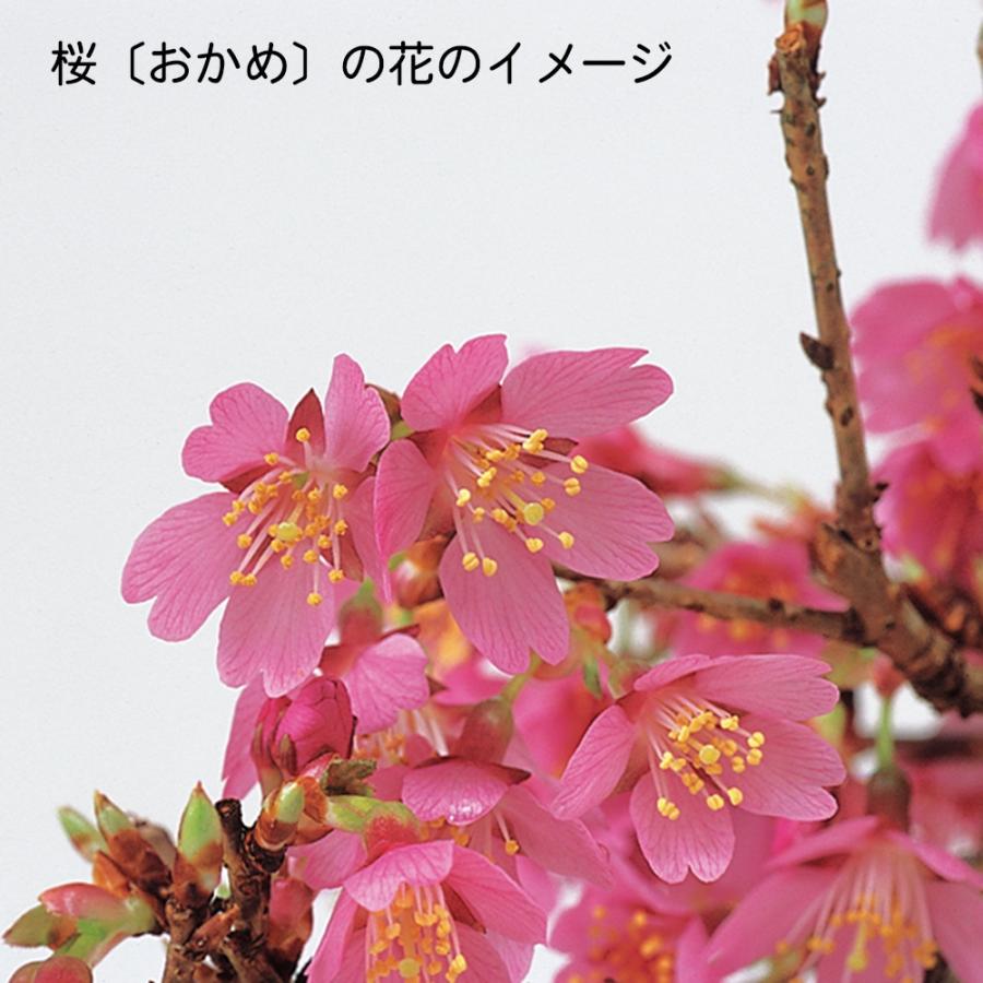 盆栽 富士桜 おかめ サクラ さくら オカメ オカメザクラ フジザクラ
