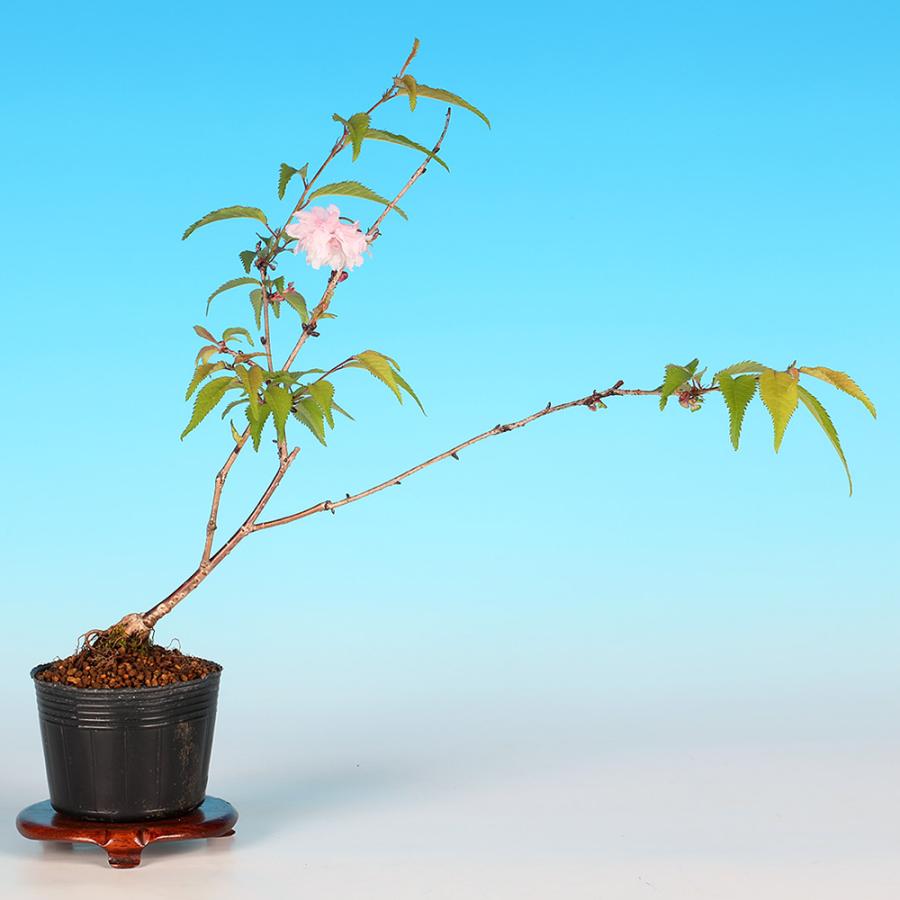 盆栽 富士桜 おしどり オシドリ 鴛鴦 サクラ さくら 桜 フジザクラ